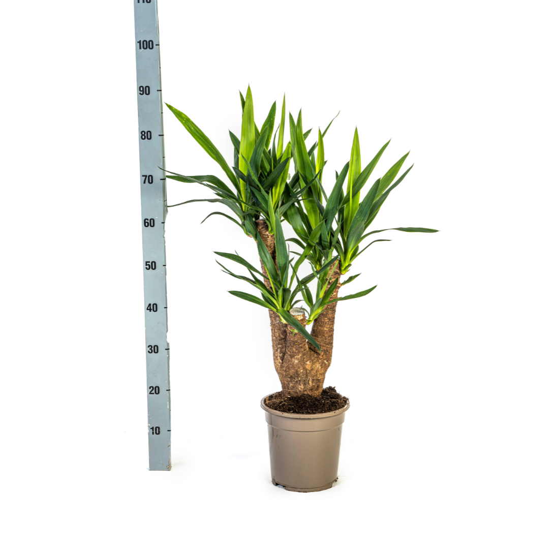 Yucca Elephantipes Vertakt met mand Ø21cm - ↕60 (48763)