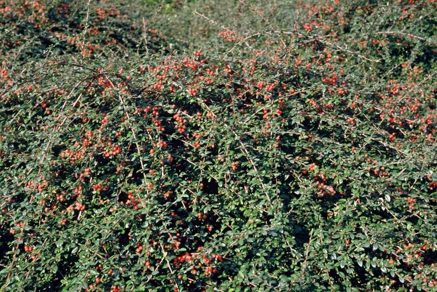Garden basics 60x Cotoneaster suec. 'Coral Beauty' - ↕10-25cm - Ø9cm (46903)