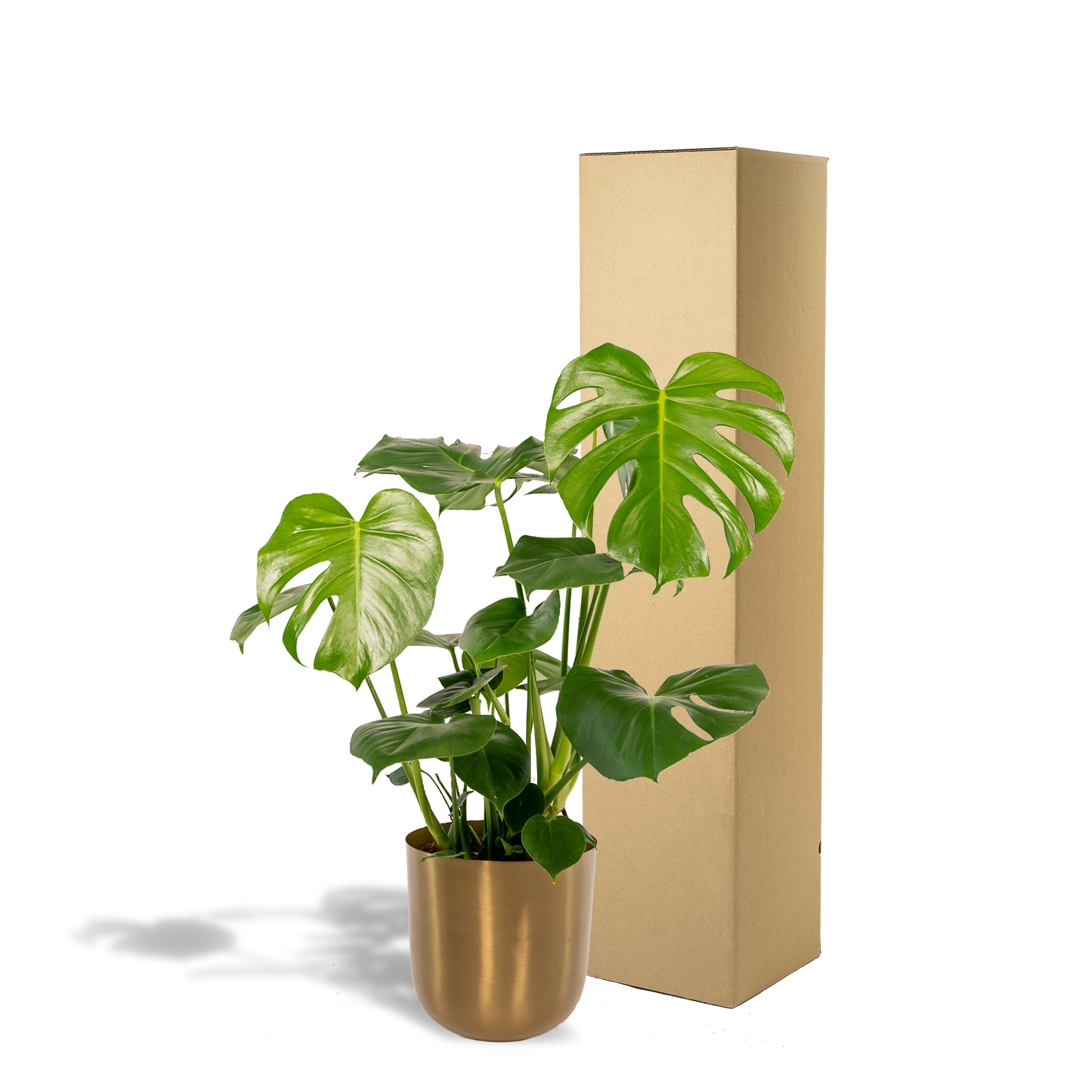 Monstera Deliciosa - ↨80cm - Ø21cm + Pot Mayk Gold (8720634289818)