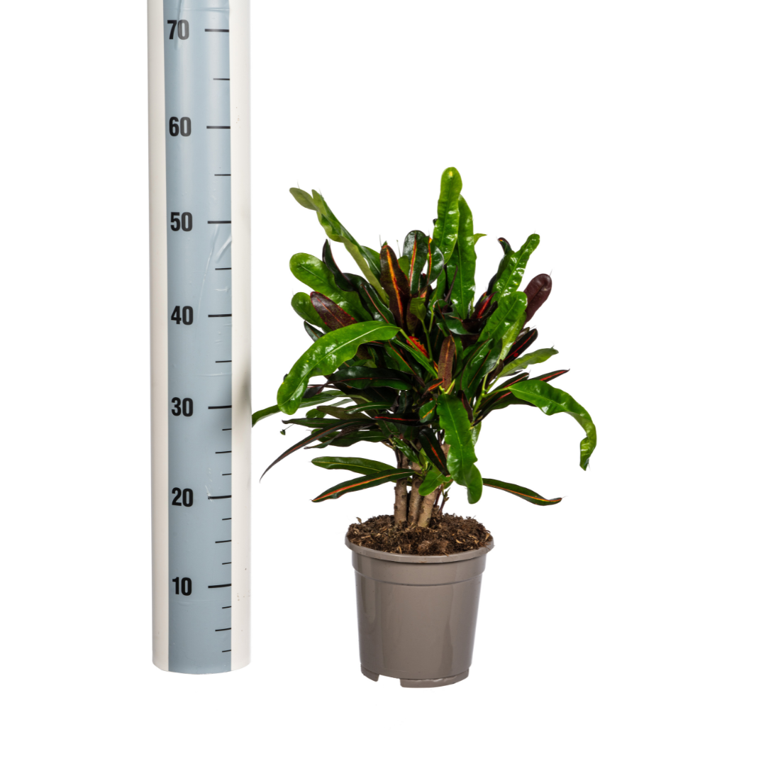 Codiaeum 'Croton' Mamey Ø17cm - ↕40 (4250308316907)