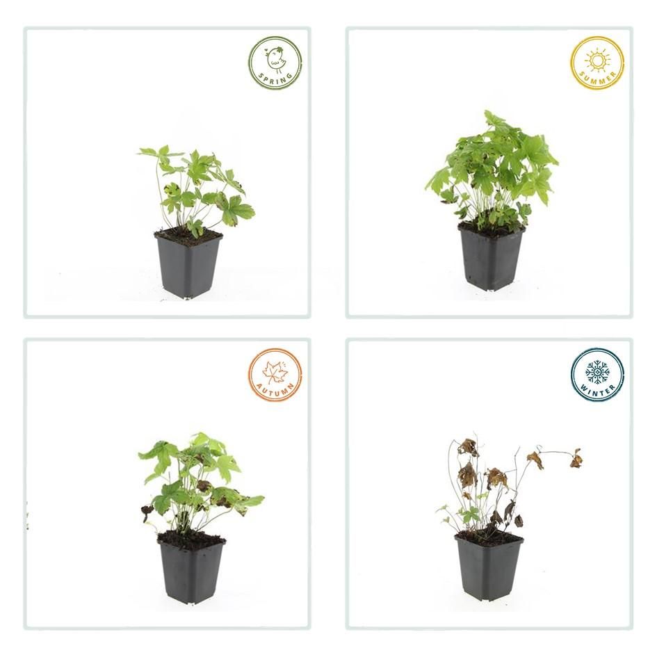 Garden basics 12x Geranium nodosum - ↕10-25cm - Ø9cm (47807)