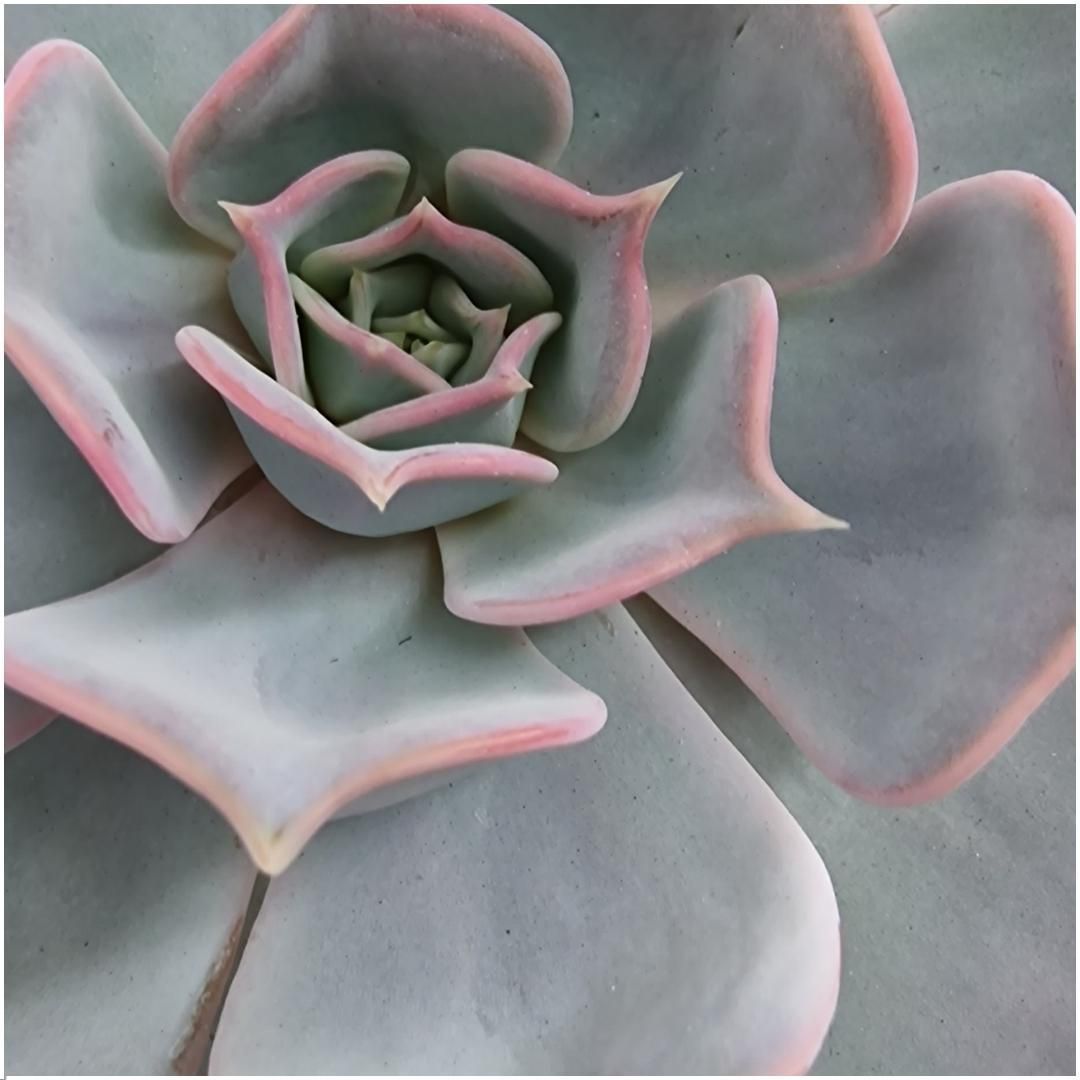 Rootless by aloe demi ROOTLESS Succulent Echeveria Lilacina op Deco tafelstandaard Ø20 cm (8721001420254)