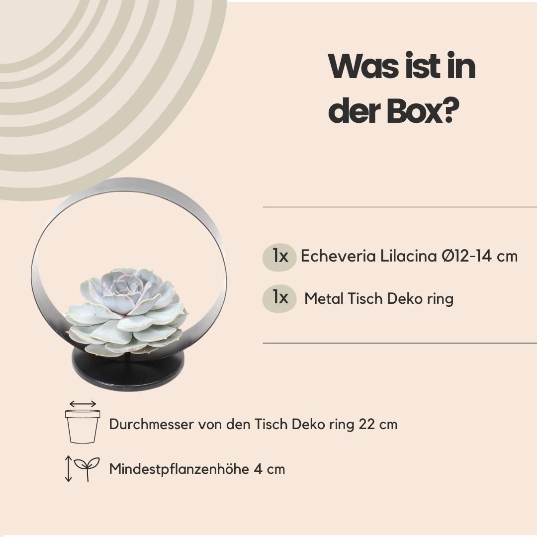 Rootless by aloe demi ROOTLESS Succulent Echeveria Lilacina op Deco tafelstandaard Ø20 cm (8721001420254)