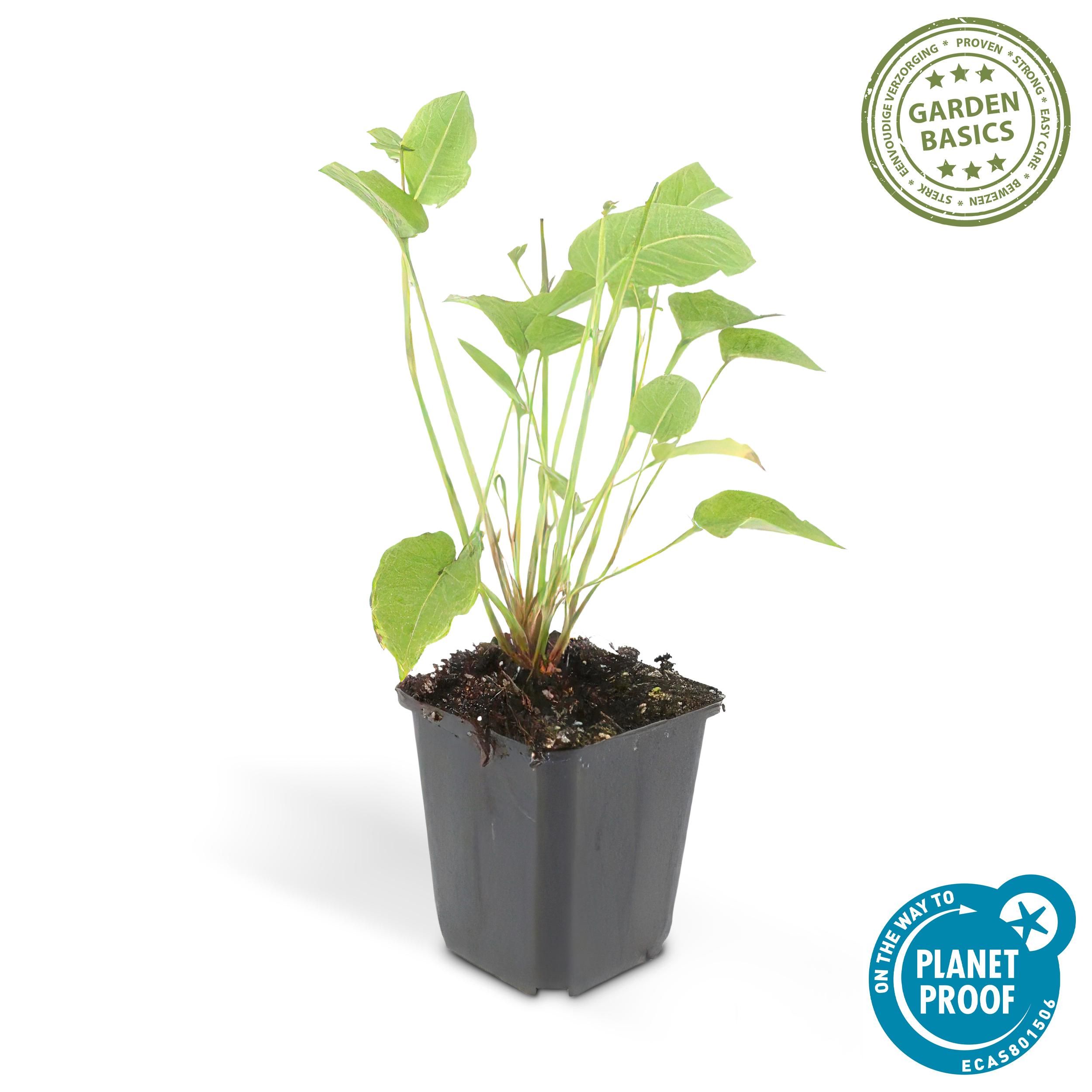 Garden basics 12x Persicaria amplexicaulis - ↕10-25cm - Ø9cm (47961)