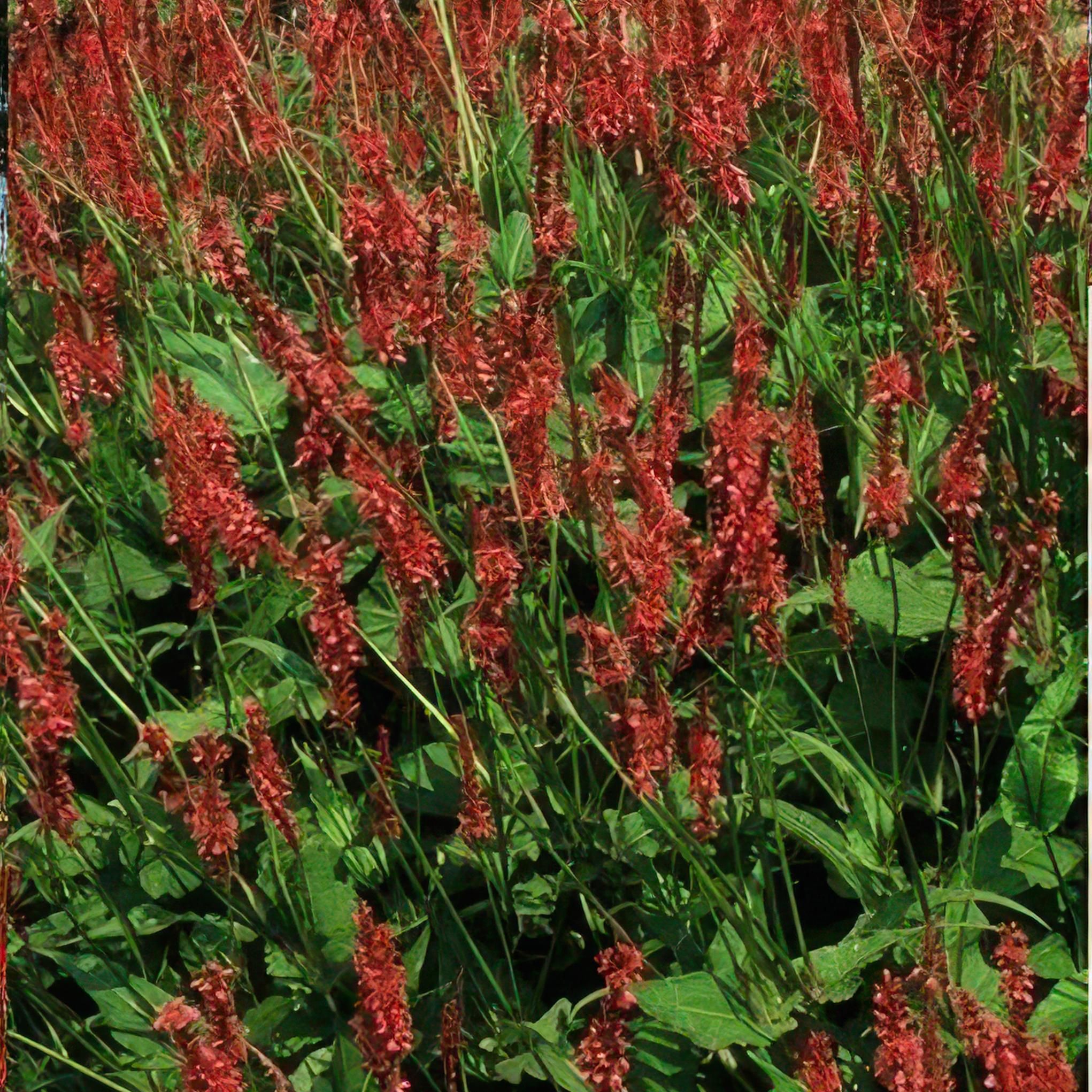 Garden basics 12x Persicaria amplexicaulis - ↕10-25cm - Ø9cm (47961)