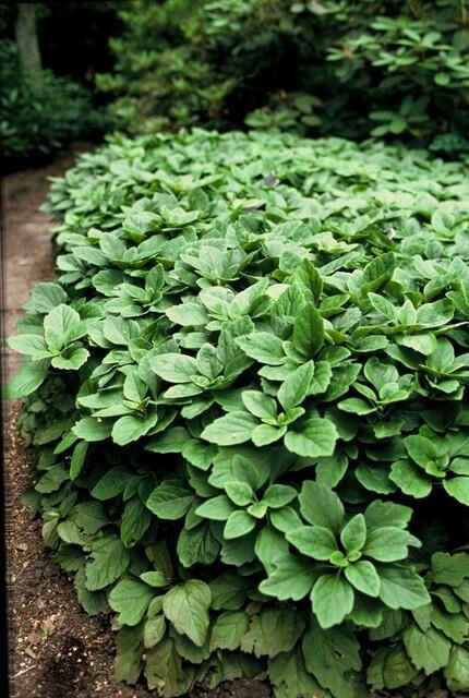 Garden basics 12x Pachysandra terminalis - ↕10-25cm - Ø9cm (46965)