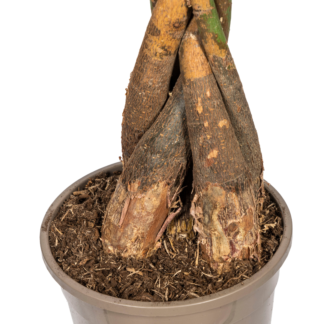 Pachira Aquatica met mand Ø24cm - ↕120 (48772)