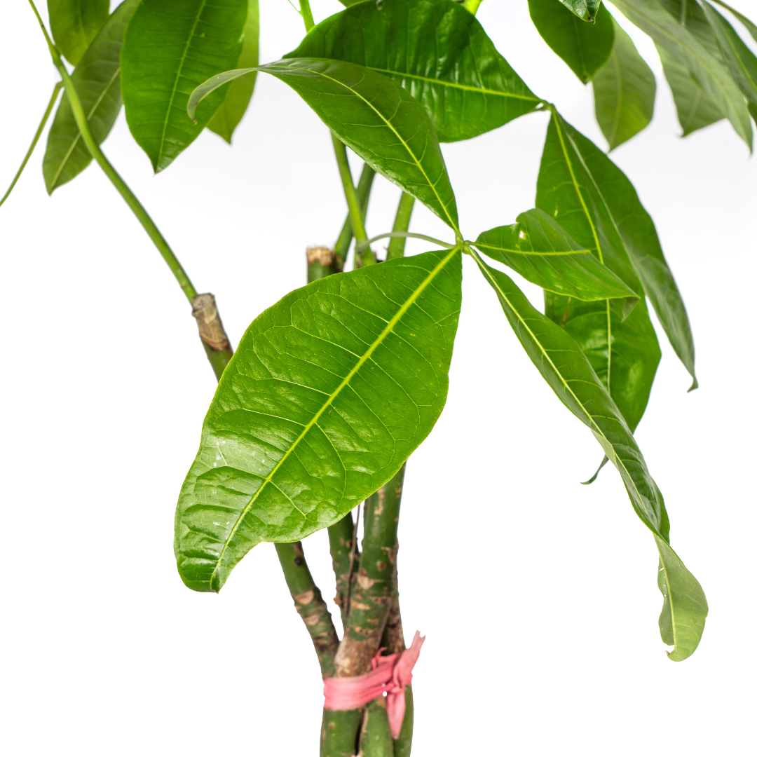 Pachira Aquatica met mand Ø24cm - ↕120 (48772)