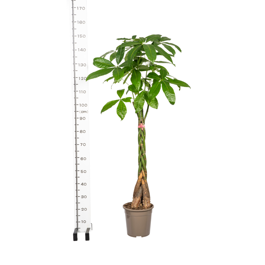 Pachira Aquatica met mand Ø24cm - ↕120 (48772)