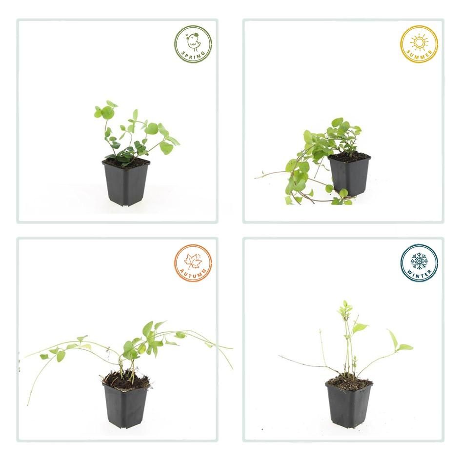 Garden basics 24x Vinca major - ↕10-25cm - Ø9cm (50486)