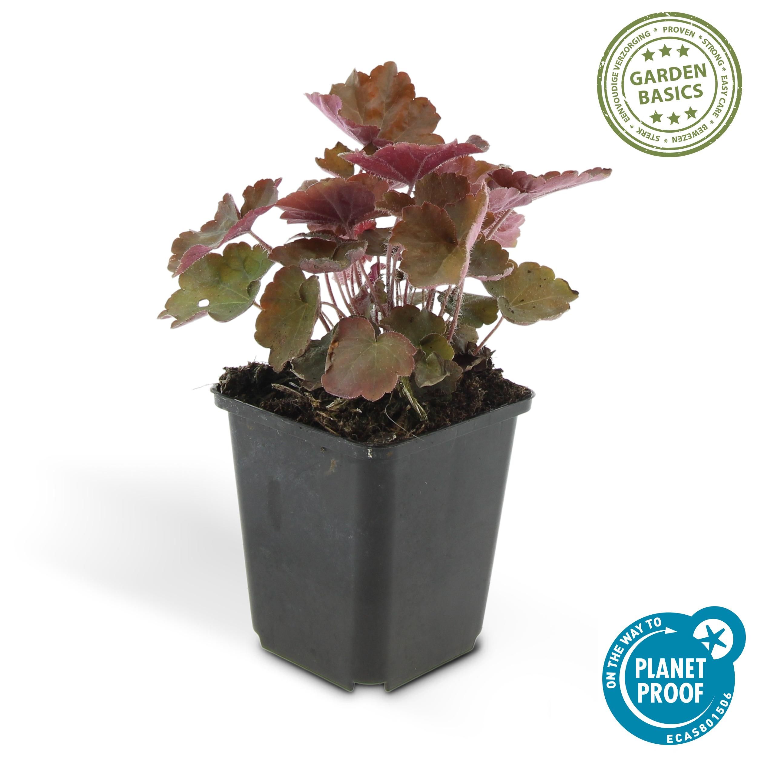 Garden basics 12x Heuchera mic. 'Palace Purple' - ↕10-25cm - Ø9cm (46935)