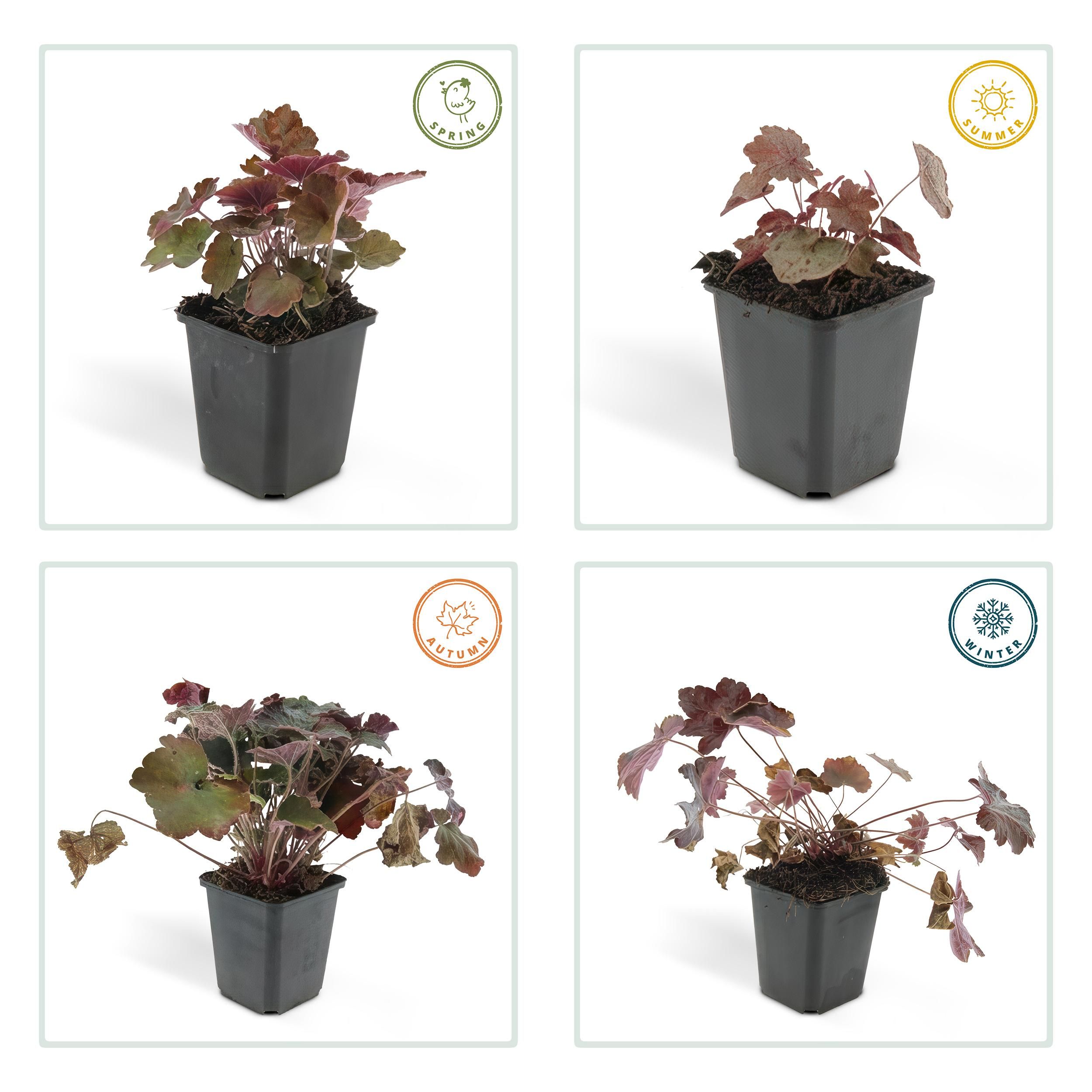 Garden basics 12x Heuchera mic. 'Palace Purple' - ↕10-25cm - Ø9cm (46935)