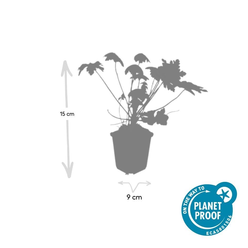 Garden basics 24x Geranium macr. 'Spessart' - ↕10-25cm - Ø9cm (50426)
