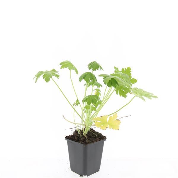 Garden basics 24x Geranium macr. 'Spessart' - ↕10-25cm - Ø9cm (50426)