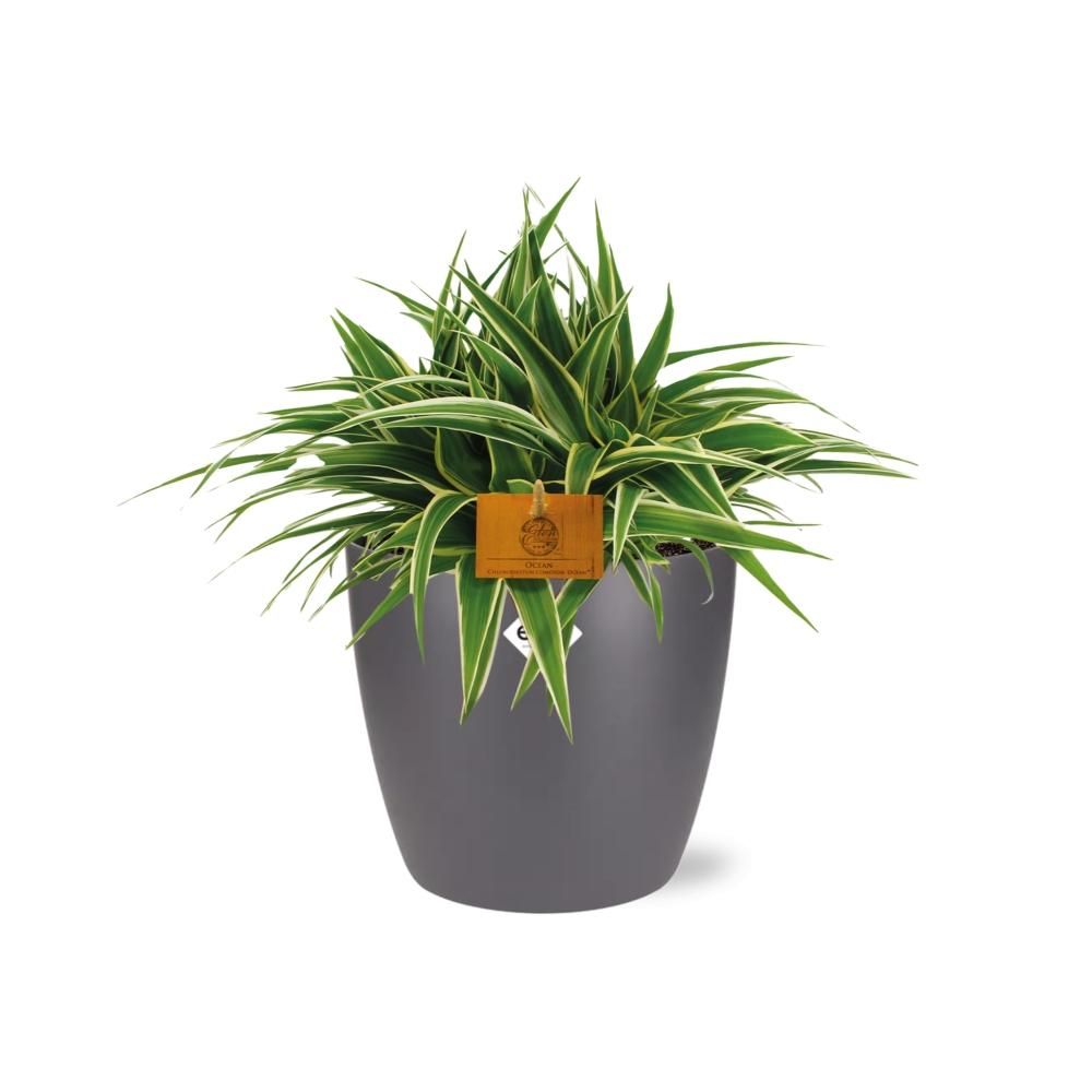 Chlorophytum Ocean 15cm in ELHO brussels 16cm round anthracite (22744)