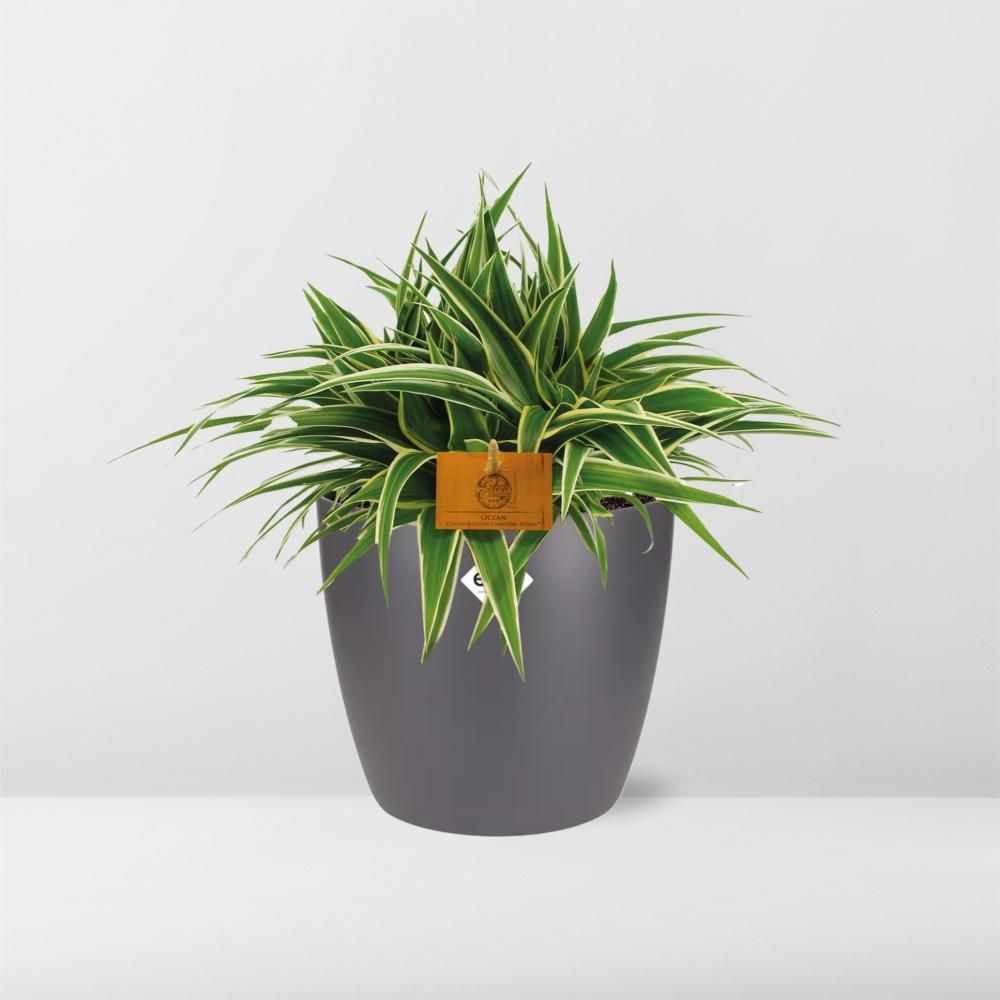 Chlorophytum Ocean 15cm in ELHO brussels 16cm round anthracite (22744)