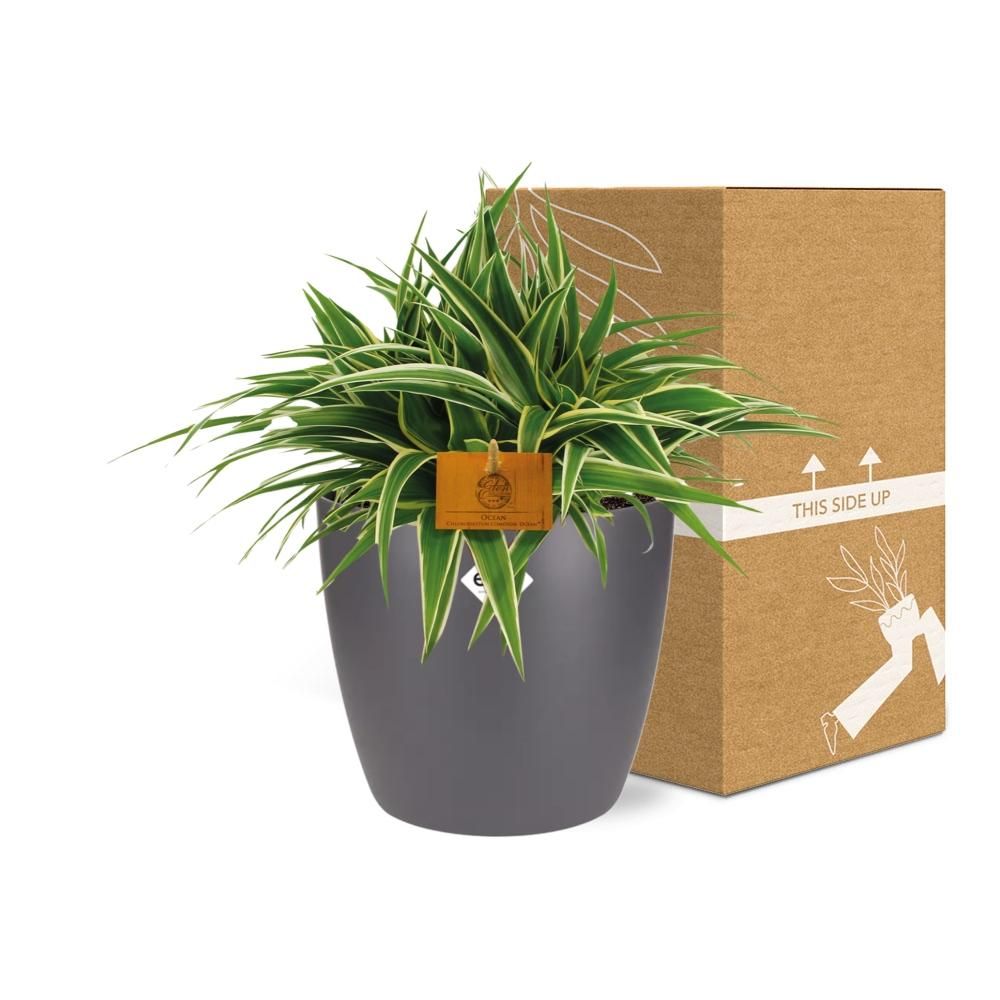 Chlorophytum Ocean 15cm in ELHO brussels 16cm round anthracite (22744)