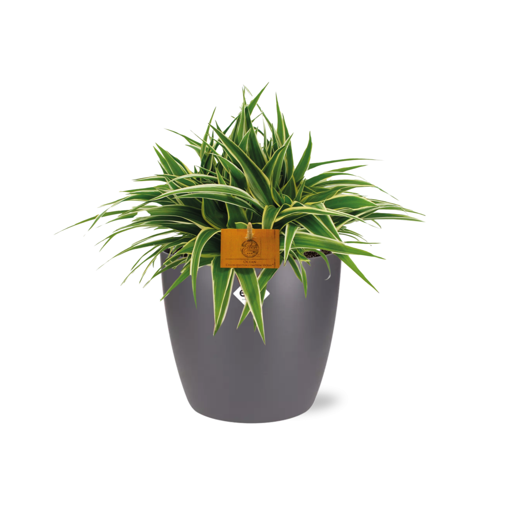 Chlorophytum Ocean 15cm in ELHO brussels 16cm round anthracite (22744)