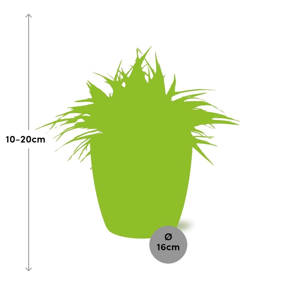 Chlorophytum Ocean 15cm in ELHO brussels 16cm round anthracite (22744)