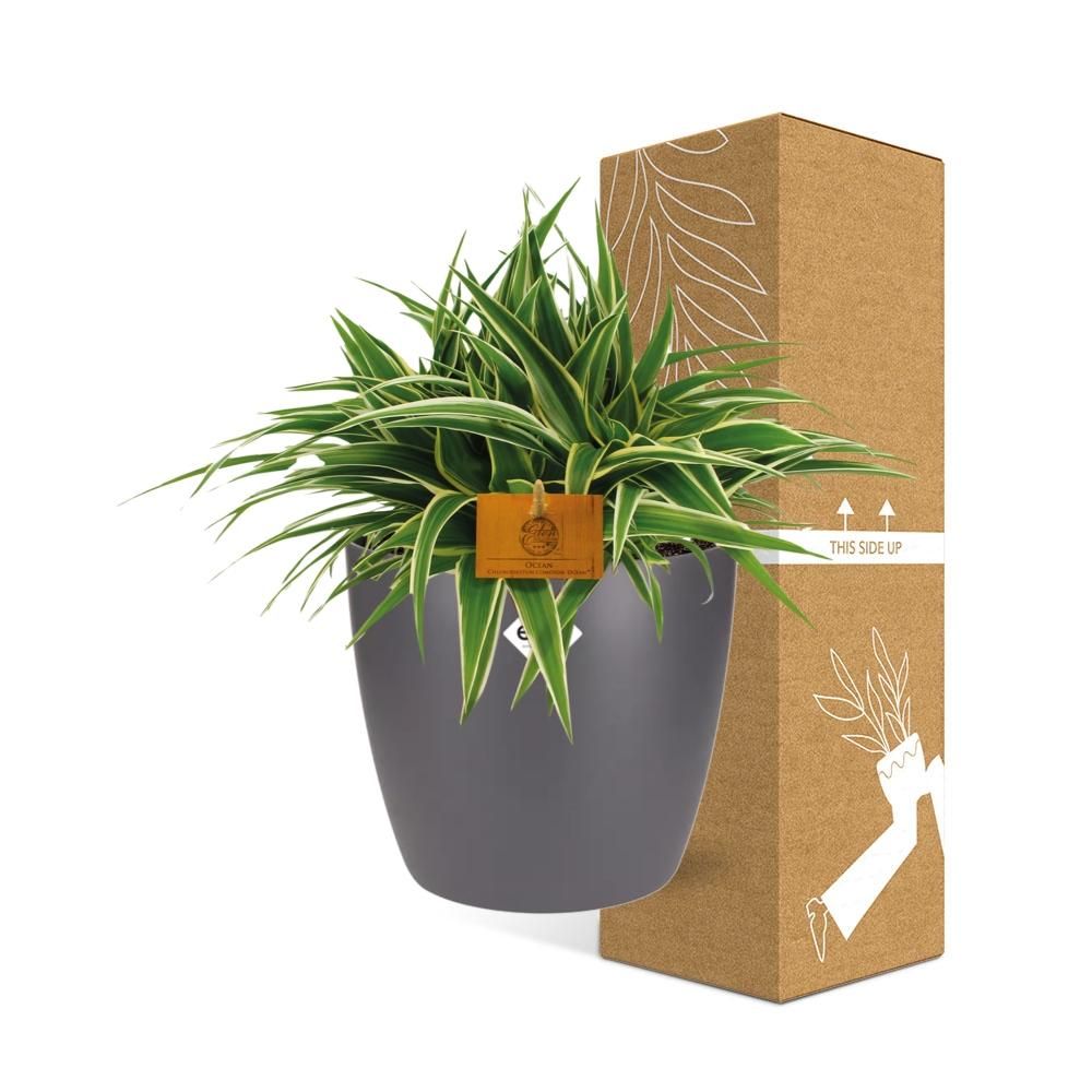 Chlorophytum Ocean 15cm in ELHO brussels 16cm round anthracite (22744)