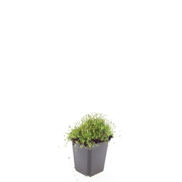 Garden basics 24x Sagina subulata - ↕10-25cm - Ø9cm (50593)