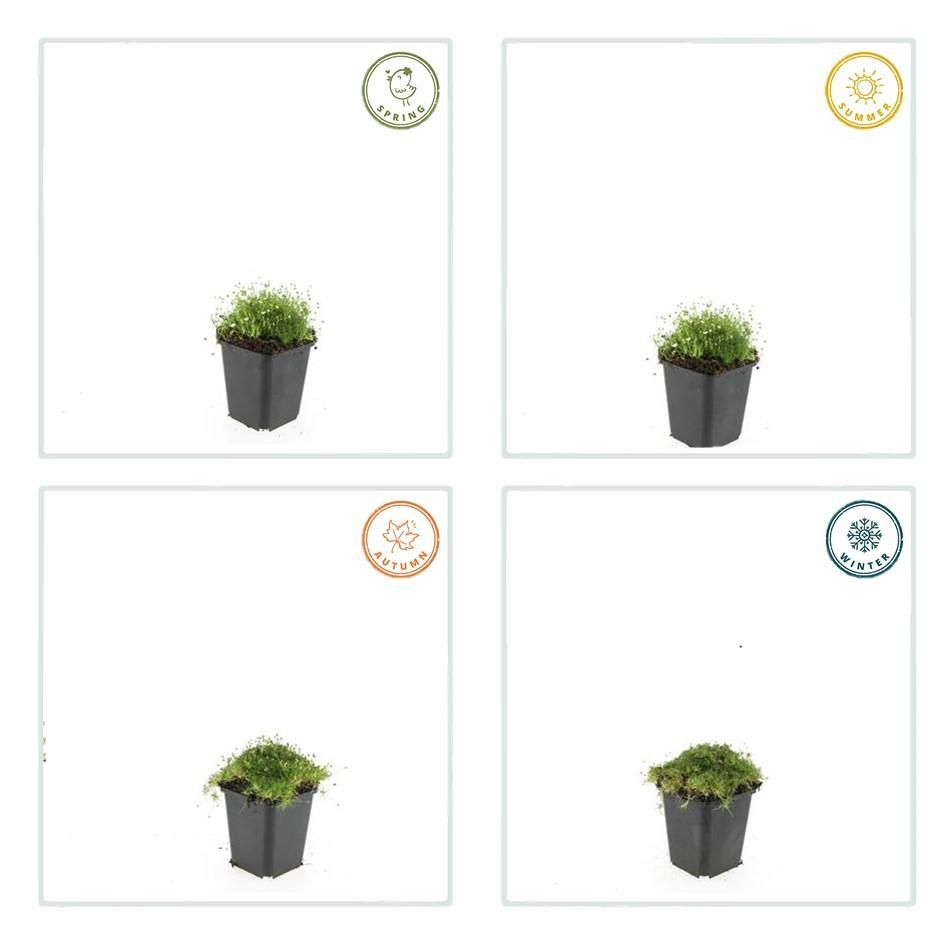 Garden basics 24x Sagina subulata - ↕10-25cm - Ø9cm (50593)