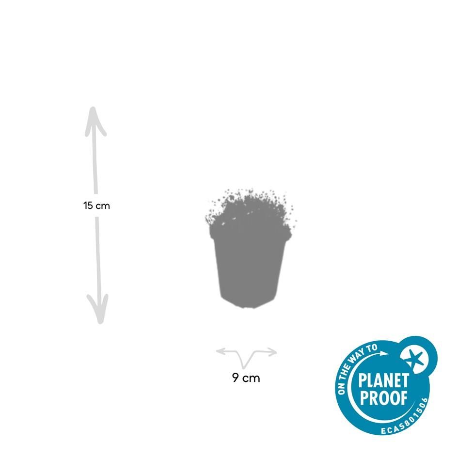 Garden basics 24x Sagina subulata - ↕10-25cm - Ø9cm (50593)