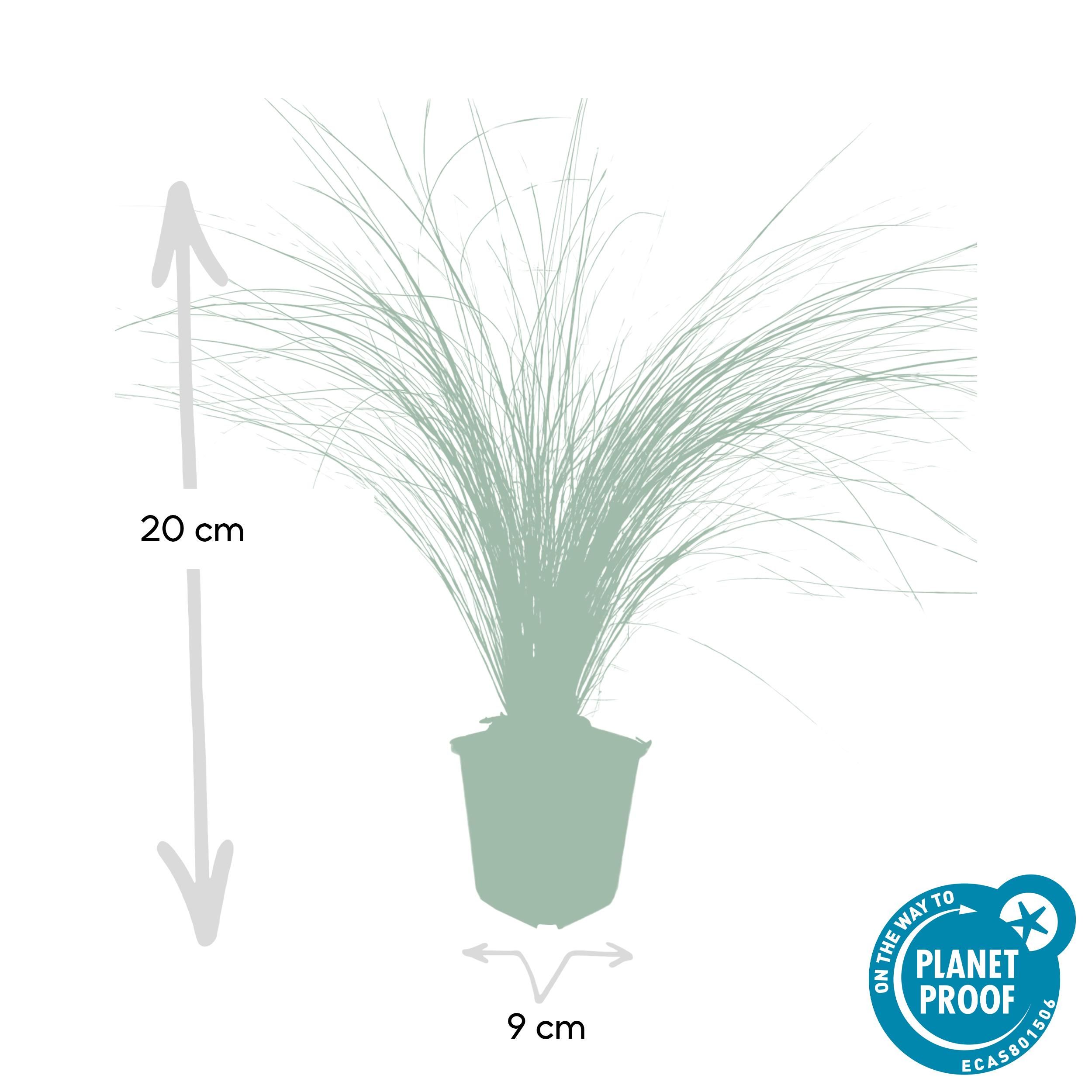 Garden basics 12x Stipa tenuissima 'Ponytails' - ↕10-25cm - Ø9cm (46991)