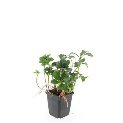 Garden basics 24x Pachysandra term. 'Green Sheen' - ↕10-25cm - Ø9cm (50488)