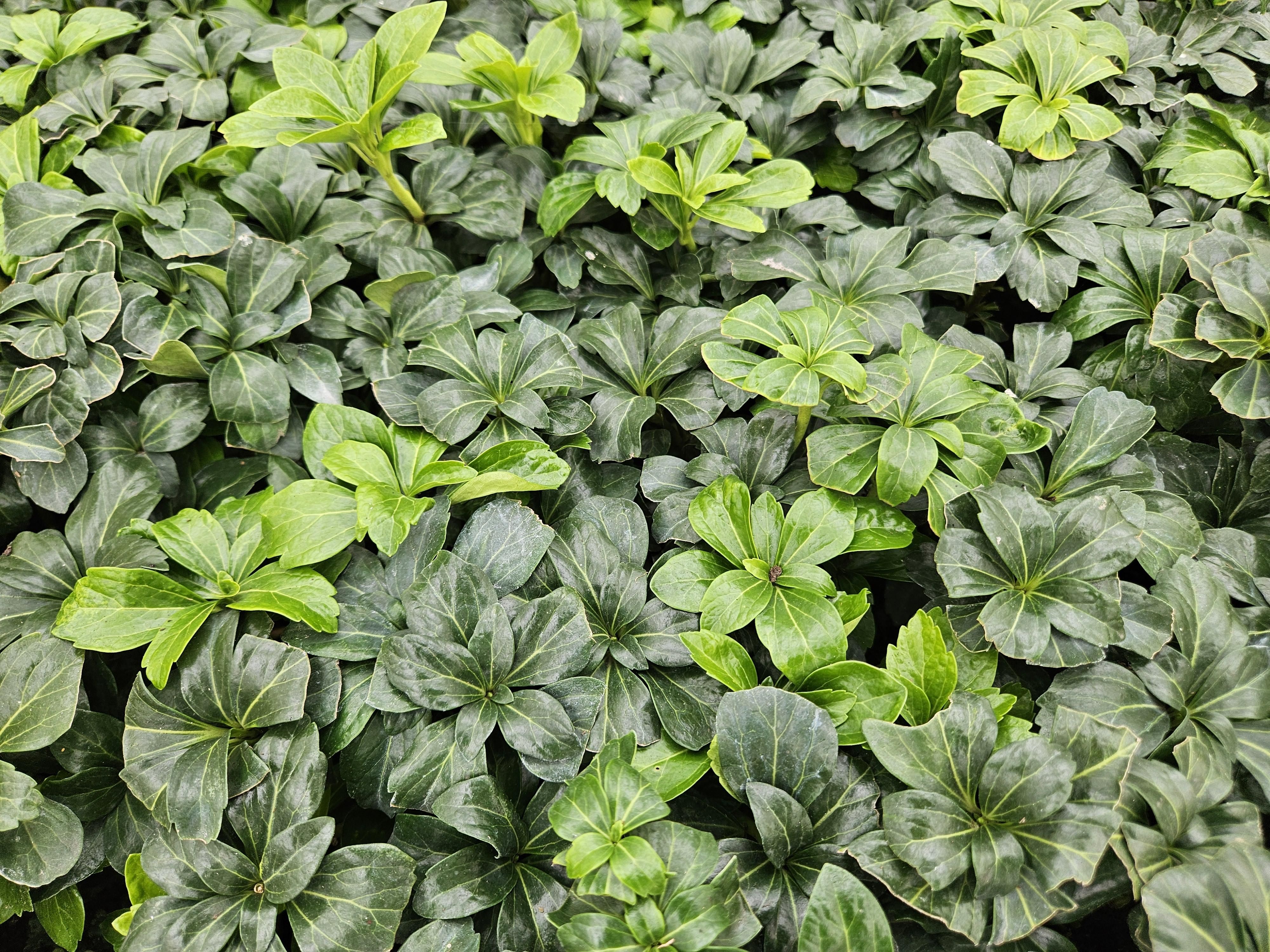 Garden basics 24x Pachysandra term. 'Green Sheen' - ↕10-25cm - Ø9cm (50488)