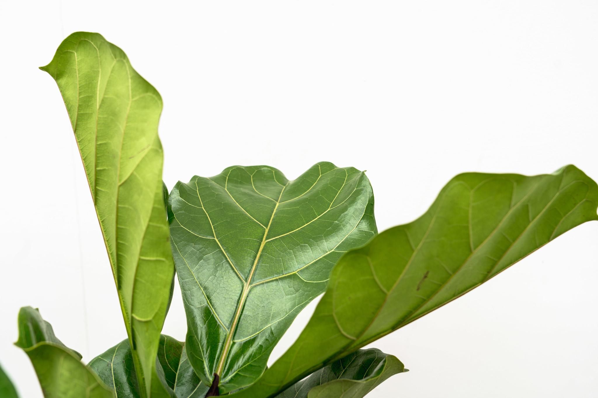 Ficus Lyrata vertakt XL - 200cm - ø34 (8721055693505)