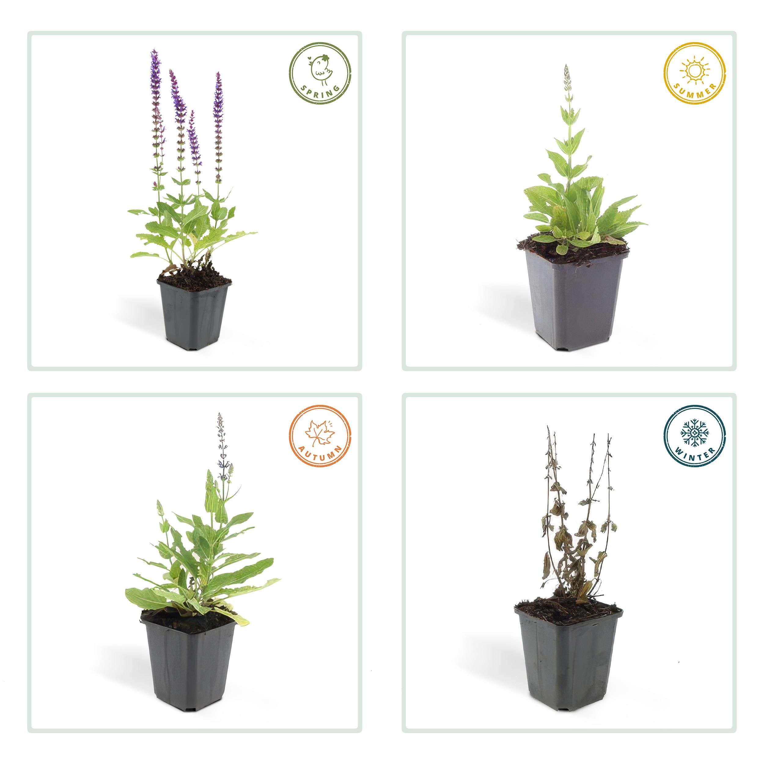 Garden basics 6x Salvia nem. 'Ostfriesland' - ↕10-25cm - Ø9cm (46985)