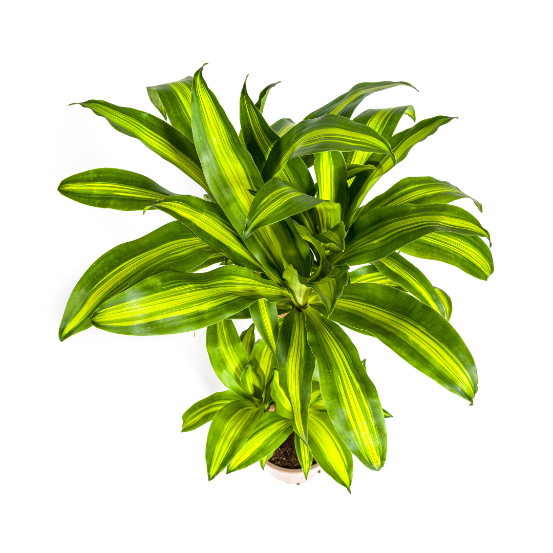 Dracaena Fragrans Massangeana met mand Ø21cm - ↕90 (48791)