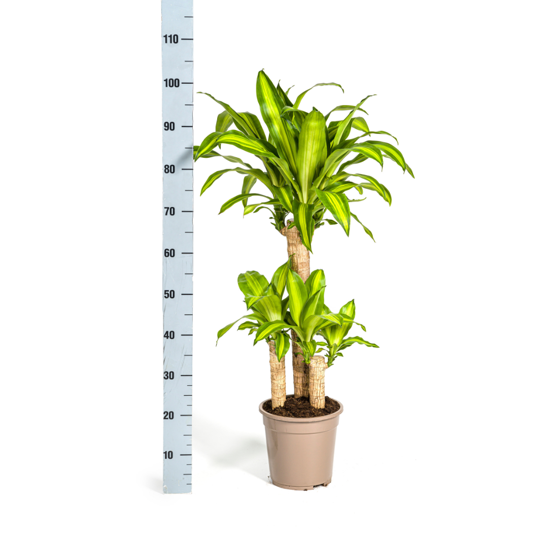 Dracaena Fragrans Massangeana met mand Ø21cm - ↕90 (48791)