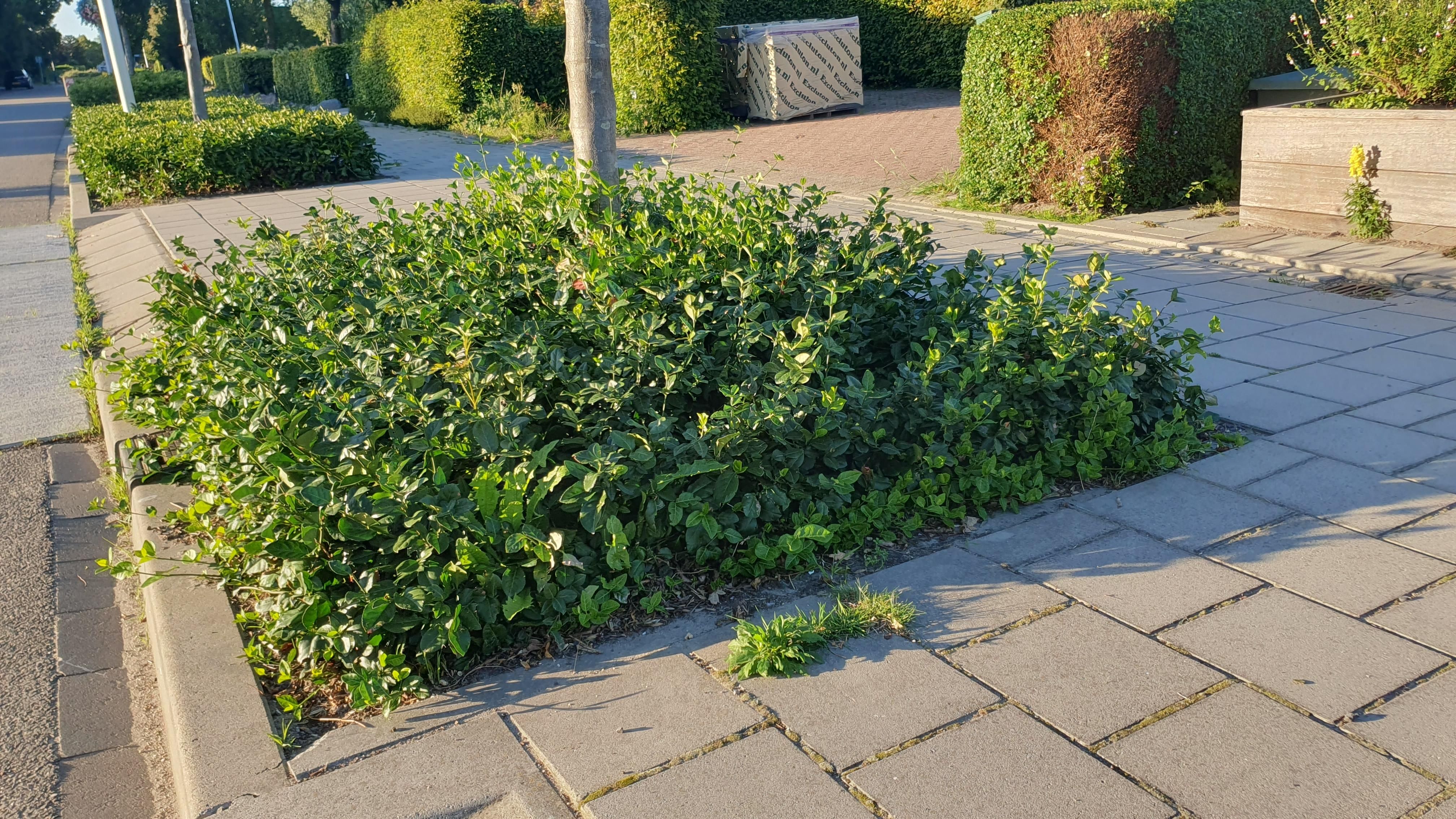 Garden basics 60x Euonymus fort. 'Coloratus' - ↕10-25cm - Ø9cm (47700)