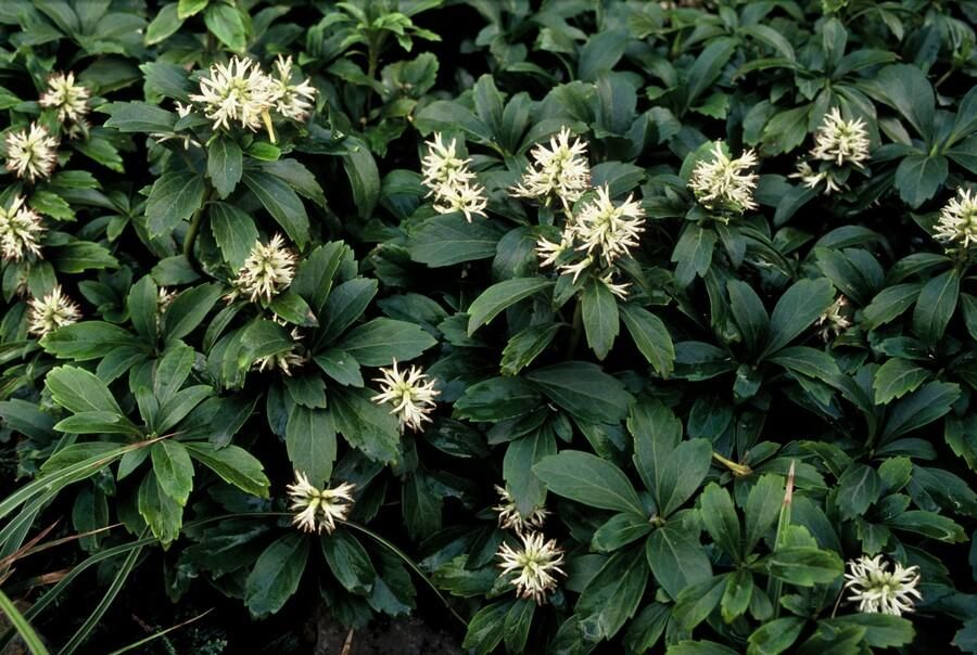 Garden basics 12x Pachysandra term. 'Green Sheen' - ↕10-25cm - Ø9cm (47946)