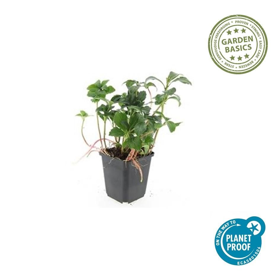 Garden basics 12x Pachysandra term. 'Green Sheen' - ↕10-25cm - Ø9cm (47946)