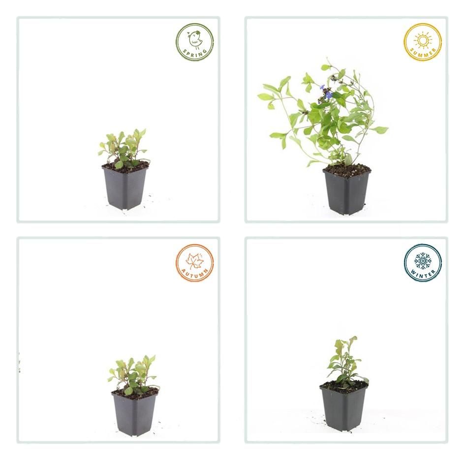 Garden basics 60x Ceratostigma plumbaginoides - ↕10-25cm - Ø9cm (46878)