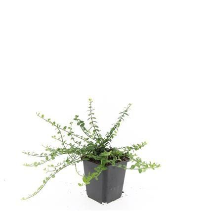 Garden basics 24x Euonymus fort. 'Minimus' - ↕10-25cm - Ø9cm (50408)