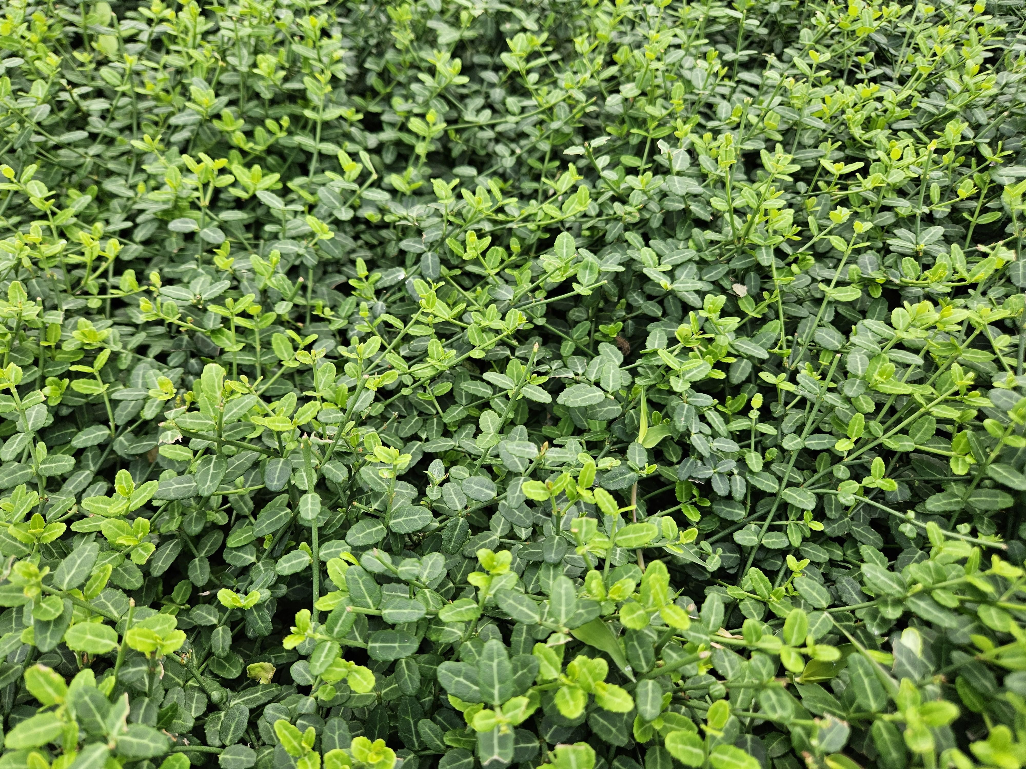 Garden basics 24x Euonymus fort. 'Minimus' - ↕10-25cm - Ø9cm (50408)