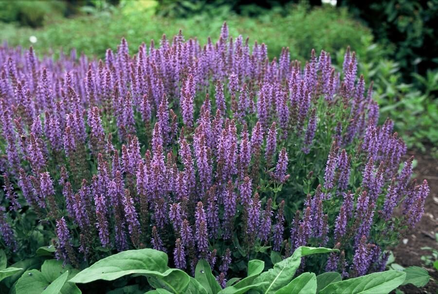 Garden basics 12x Salvia nem. 'Caradonna' - ↕10-25cm - Ø9cm (47986)