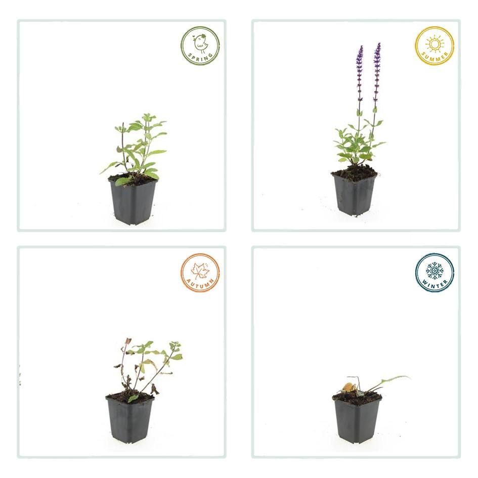 Garden basics 12x Salvia nem. 'Caradonna' - ↕10-25cm - Ø9cm (47986)