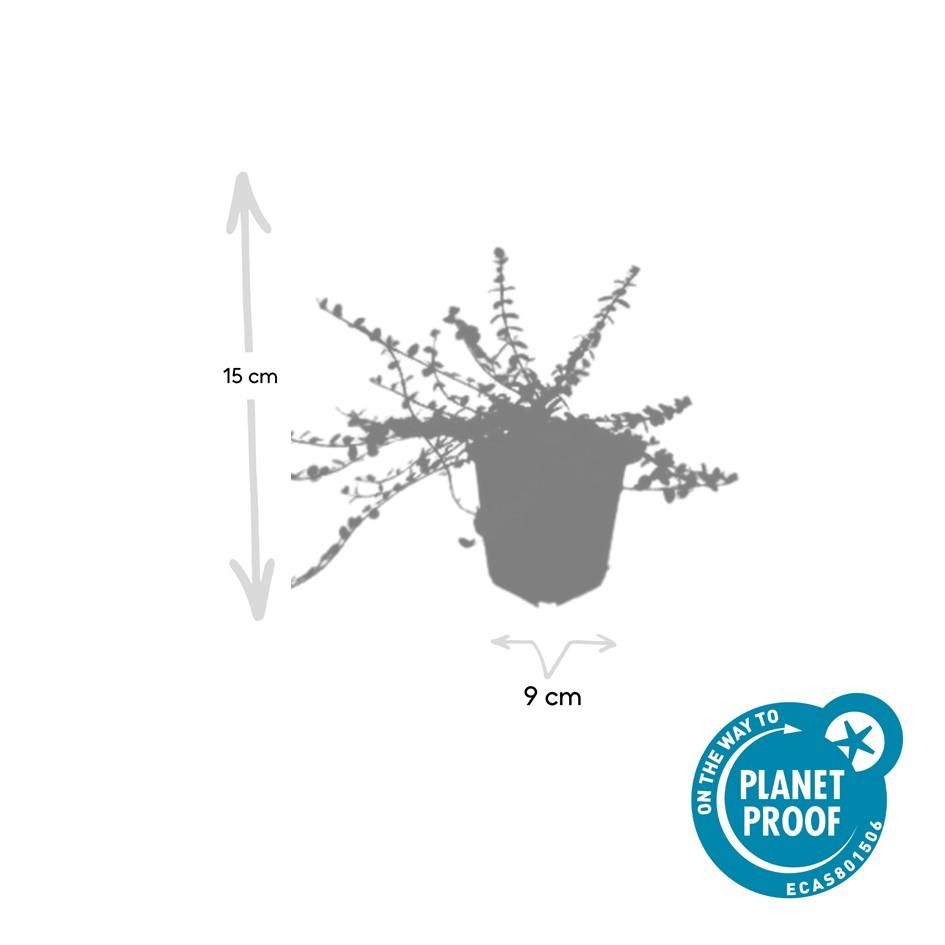 Garden basics 60x Euonymus fort. 'Minimus' - ↕10-25cm - Ø9cm (47719)
