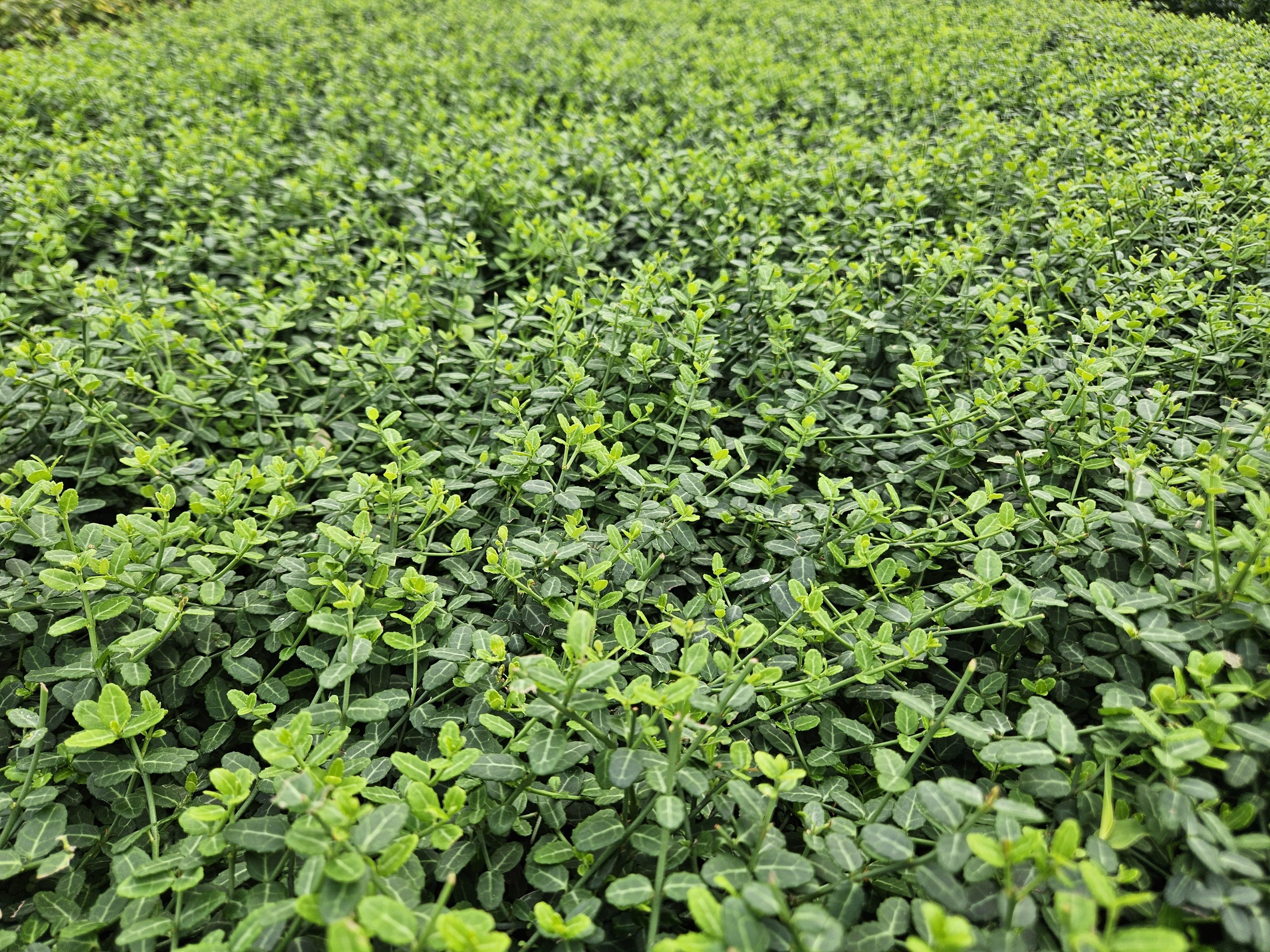 Garden basics 60x Euonymus fort. 'Minimus' - ↕10-25cm - Ø9cm (47719)