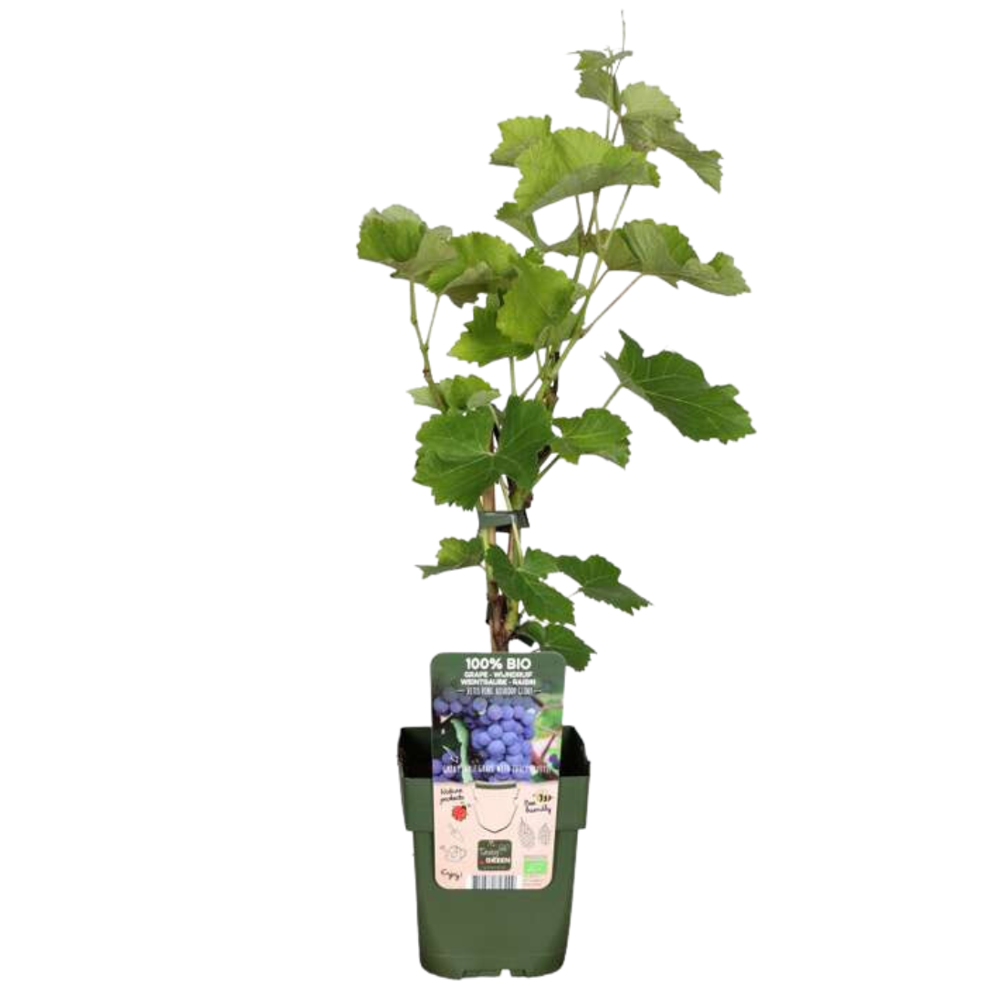 Premium basics 6 x Biologische Druivenplanten - Ø 13 cm - ↨ 20 cm (48372)