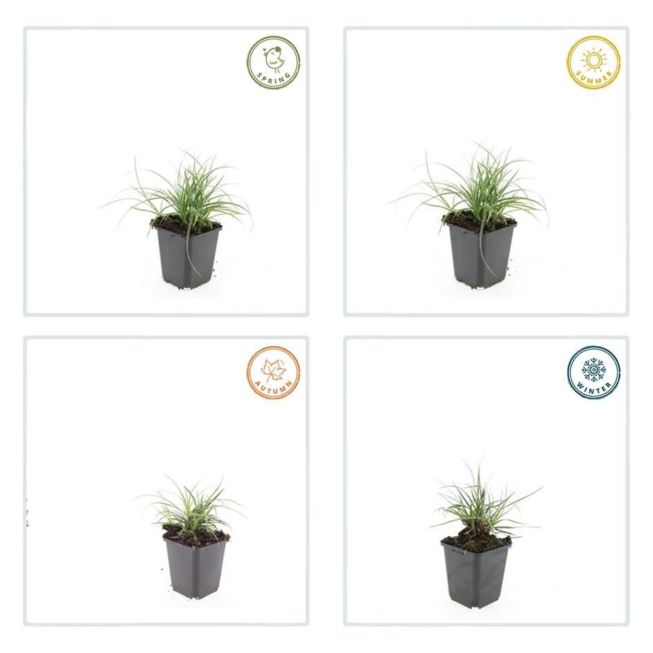 Garden basics 12x Luzula nivea - ↕10-25cm - Ø9cm (47922)