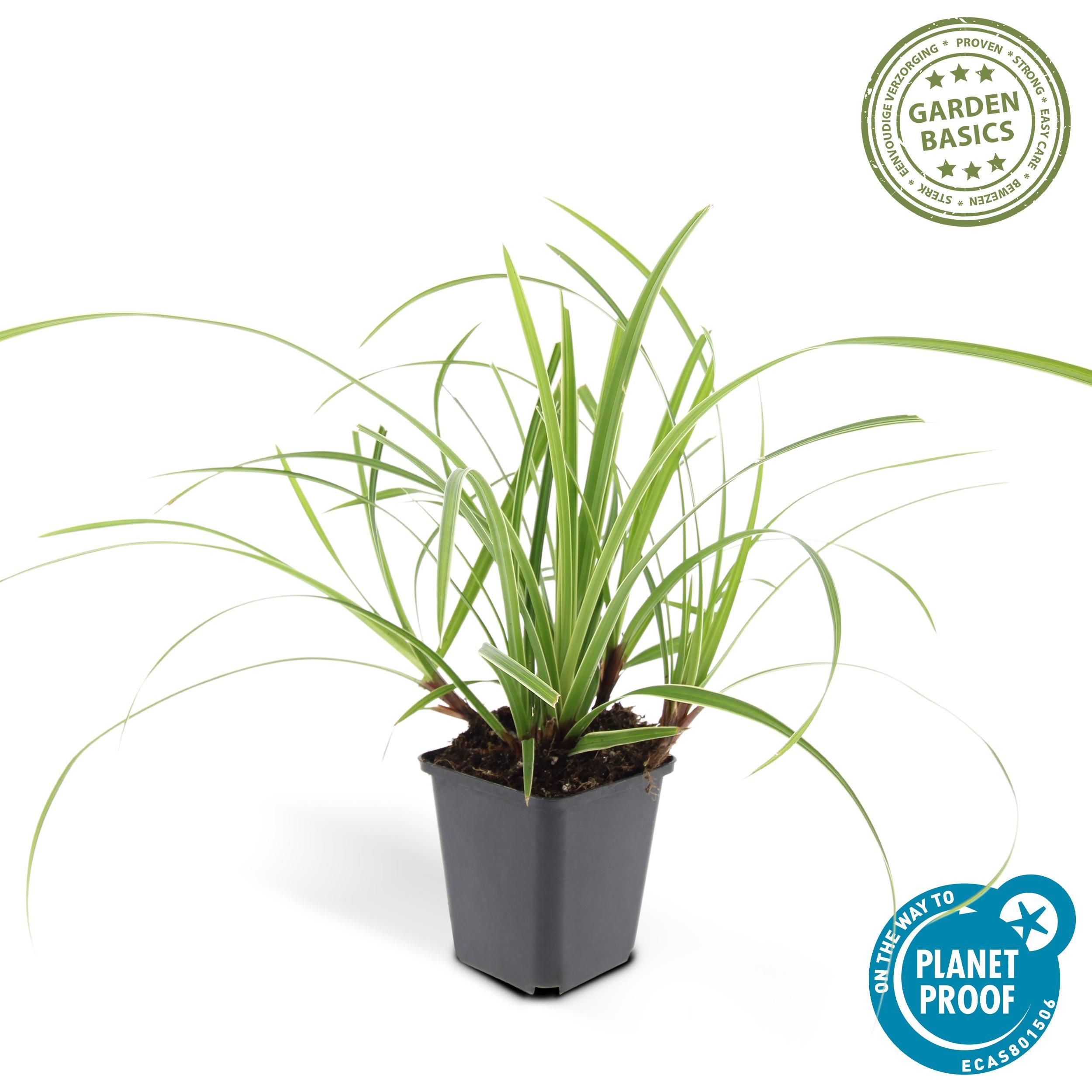 Garden basics 48x Carex morrowii 'Ice Dance' - ↕10-25cm - Ø9cm (50383)