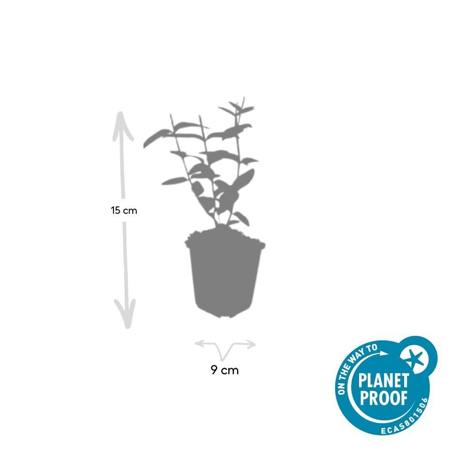 Garden basics 24x Hypericum inodorum - ↕10-25cm - Ø9cm (50448)