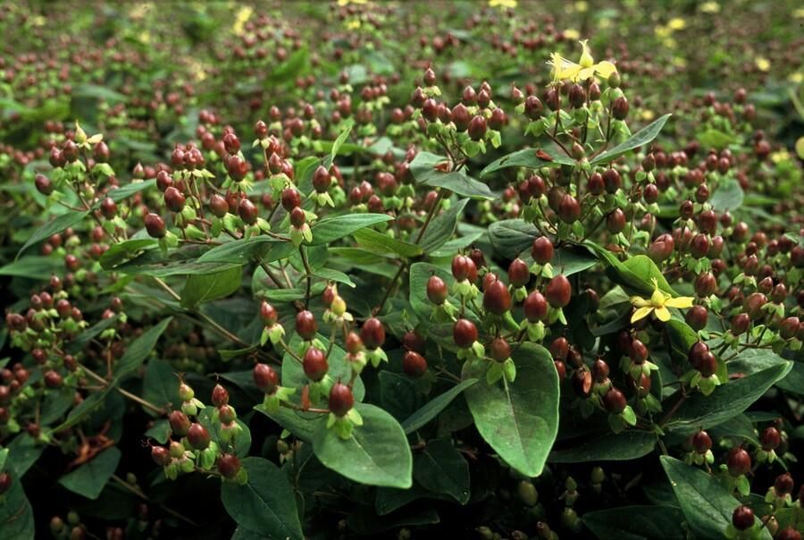 Garden basics 24x Hypericum inodorum - ↕10-25cm - Ø9cm (50448)