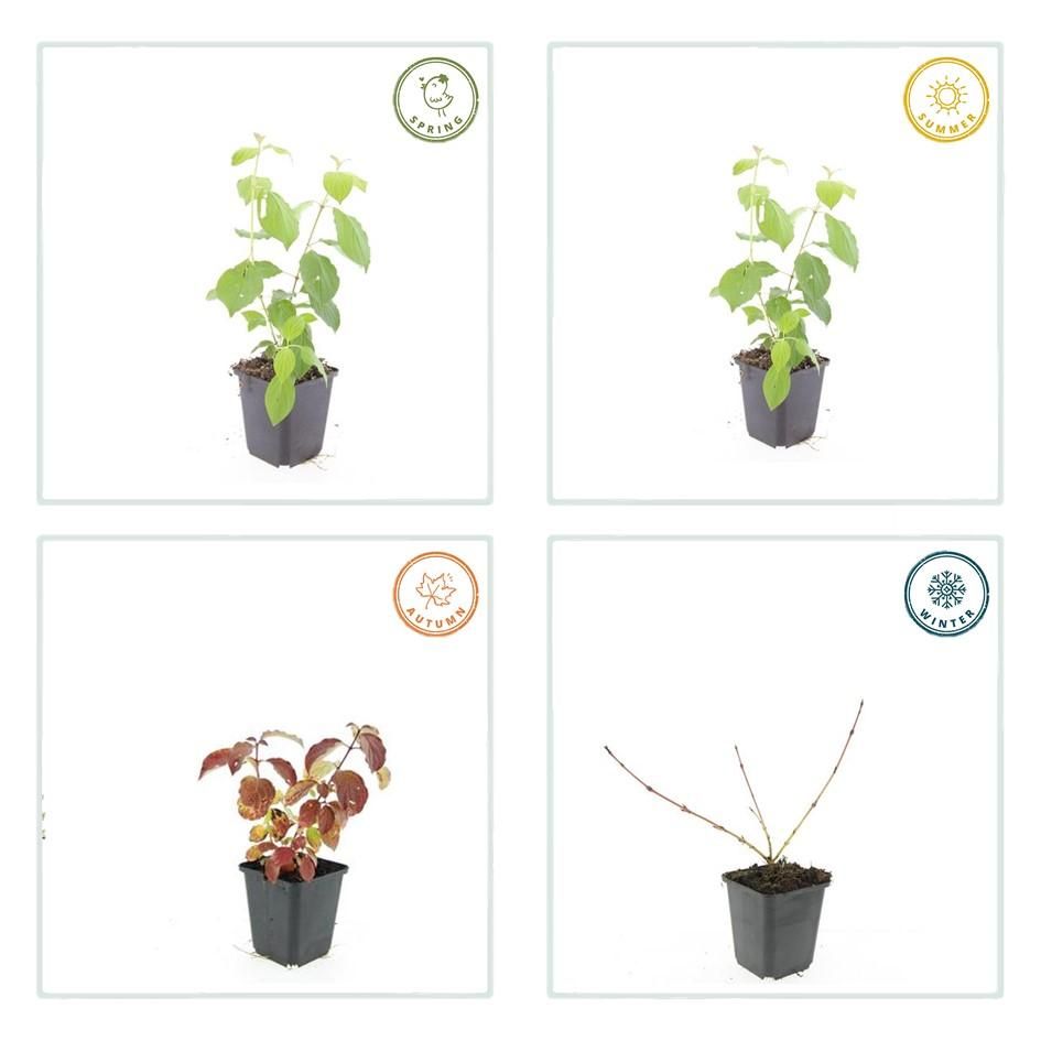 Garden basics 6x Cornus sang. 'Midwinter Fire' - ↕10-25cm - Ø9cm (47672)